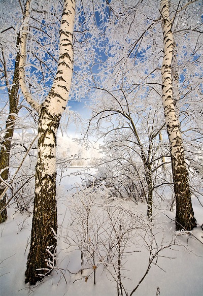 Береза в снегу